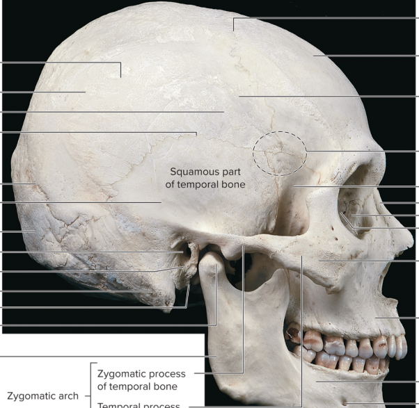 <p>Find the maxilla</p>