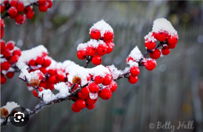 <p>ILEX VERTICILLATA</p>