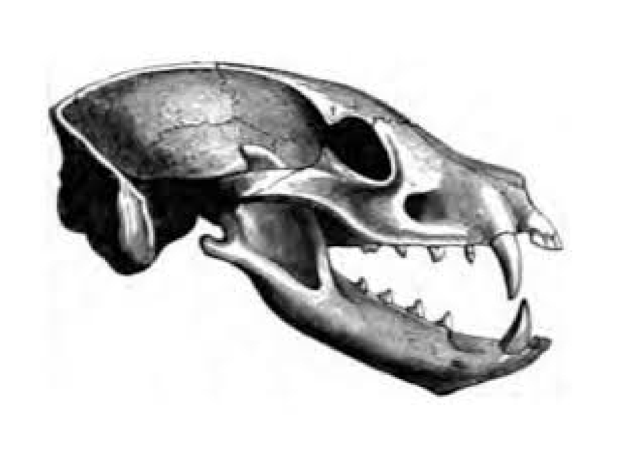 <p>Dietary Adaptation</p>