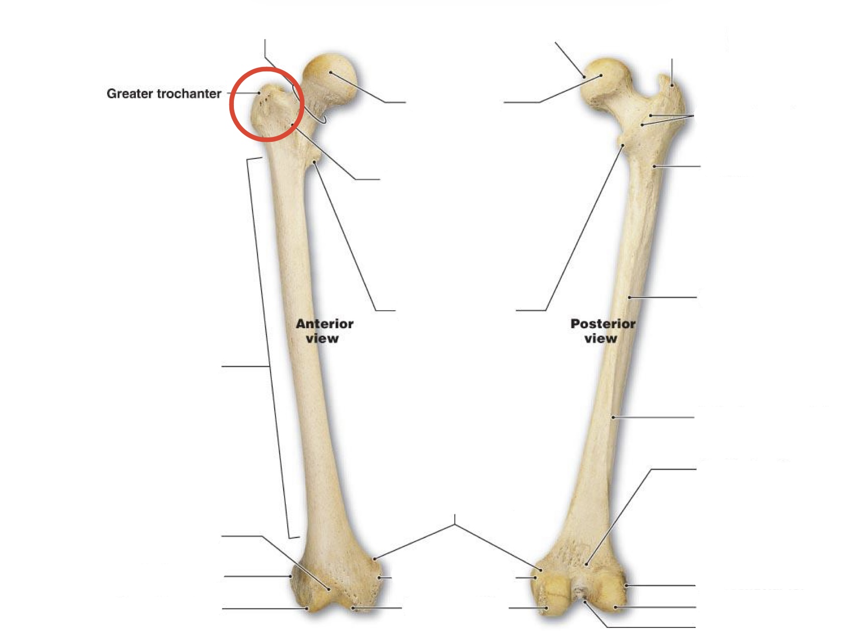 <p><span><span>Greater Trochanter</span></span></p>
