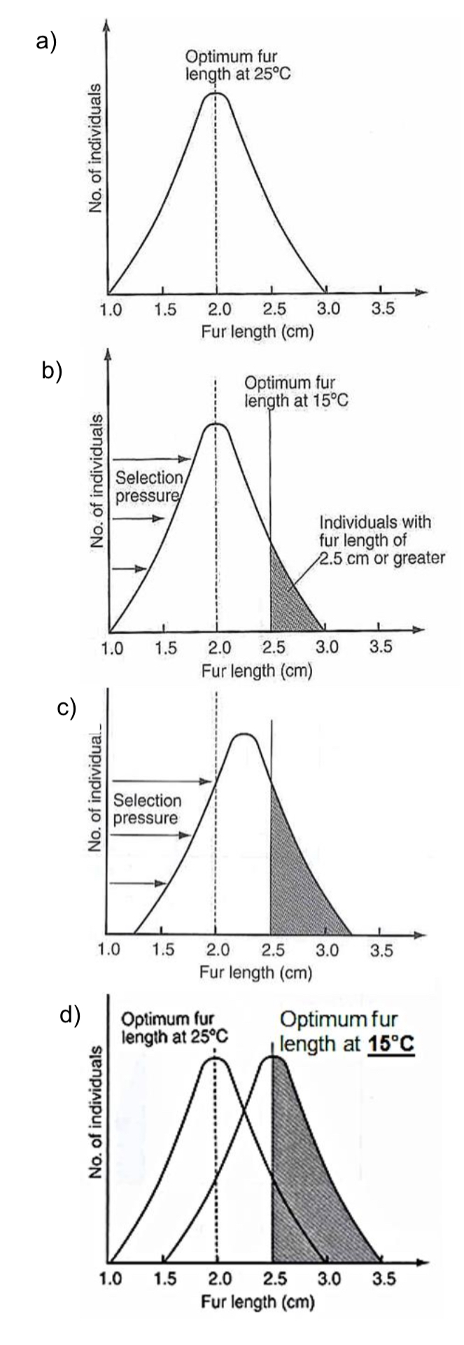 <p><strong>Describe destabilising selection</strong></p>