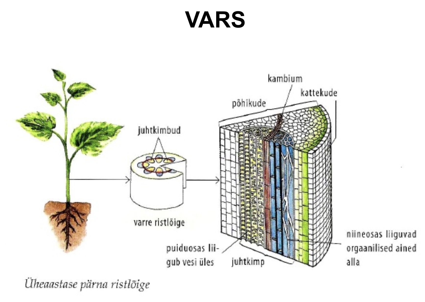 <ul><li><p>Toestab taime, kannab selle lehti ja paljunemisorganeid → suunab neid ülespoole</p></li><li><p>Säilitab ka varuaineid</p></li></ul><p></p><p></p>
