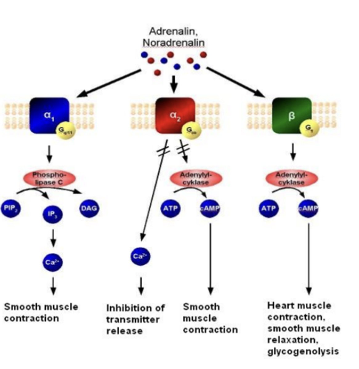 <p>α2 activates Gi/o ---&gt; inhibits adenylate cyclase</p>