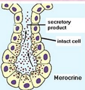 <p>water fluids like sweat and mucin in areas that dont grow hair ( palms, soles and foreheads) </p>