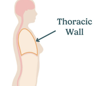<p><strong>Which pleural layer lines the inner surface of the thoracic wall?</strong><br>A. Visceral pleura<br>B. Parietal pleura<br>C. Alveolar pleura<br>D. Pulmonary membrane</p>