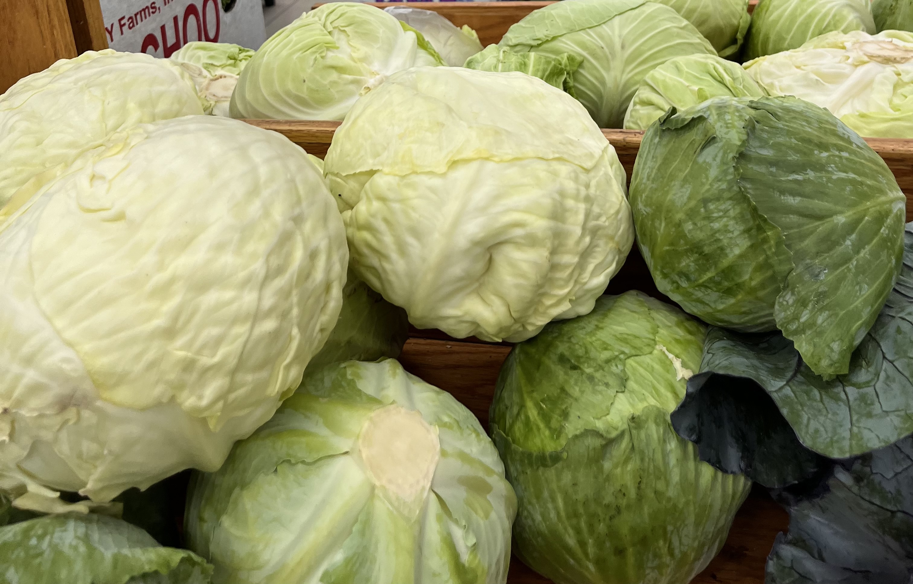 <p>AMERICAN CABBAGE</p>