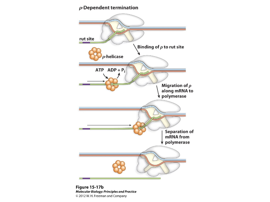<p>Terminators that need a protein factor called Rho to work. They may consist of a stem loop that slows polymerase down while the Rho protein catches it and removes RNA from the template strand and RNA polymerase.</p>