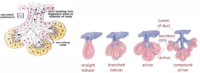 <p>What type of gland is this</p>
