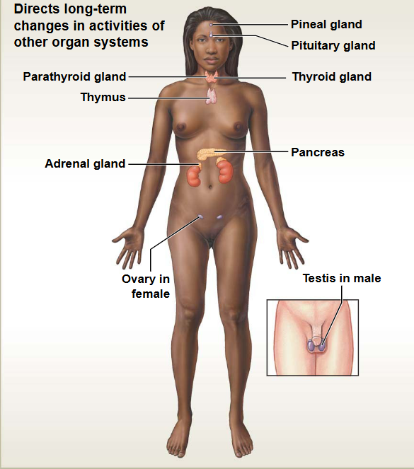 <p>This system contains: Hormone-producing glands</p><ul><li><p>Functions: Regulation &amp; control</p></li></ul><p></p>