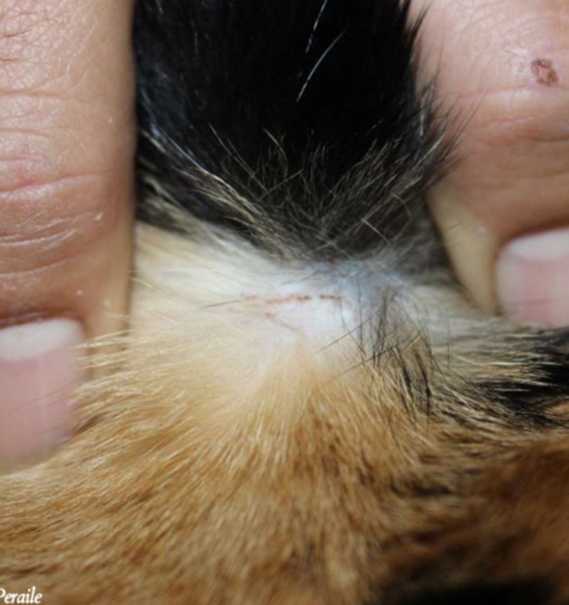 <p>¿lesión?</p><p>¿primaria o secundaria?</p>