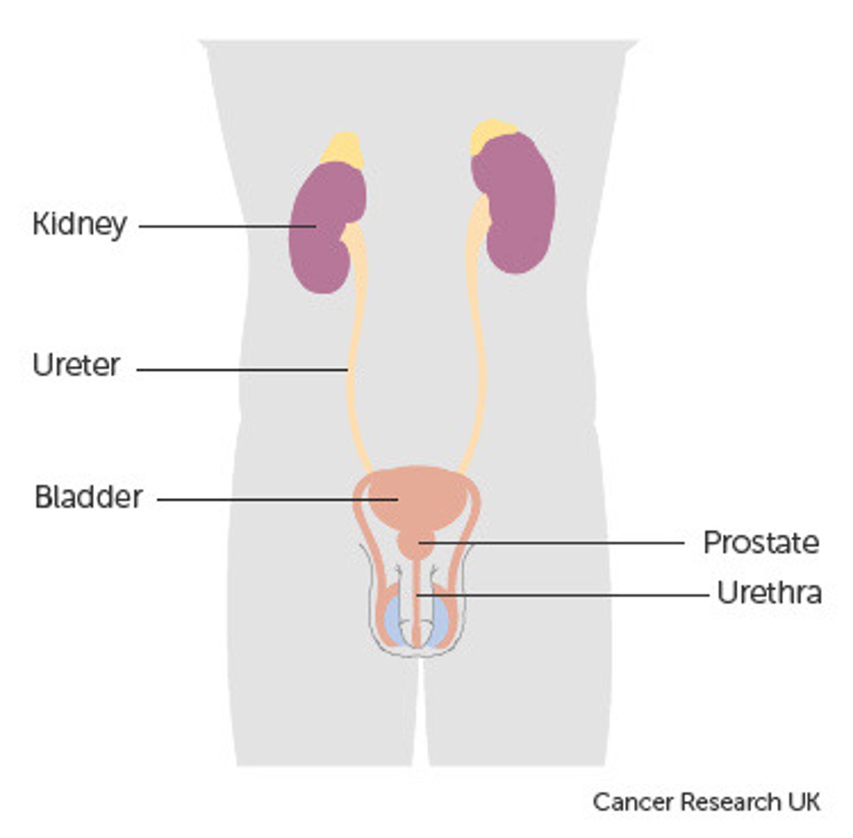 <p>A muscular pouch that receives and stores urine</p>