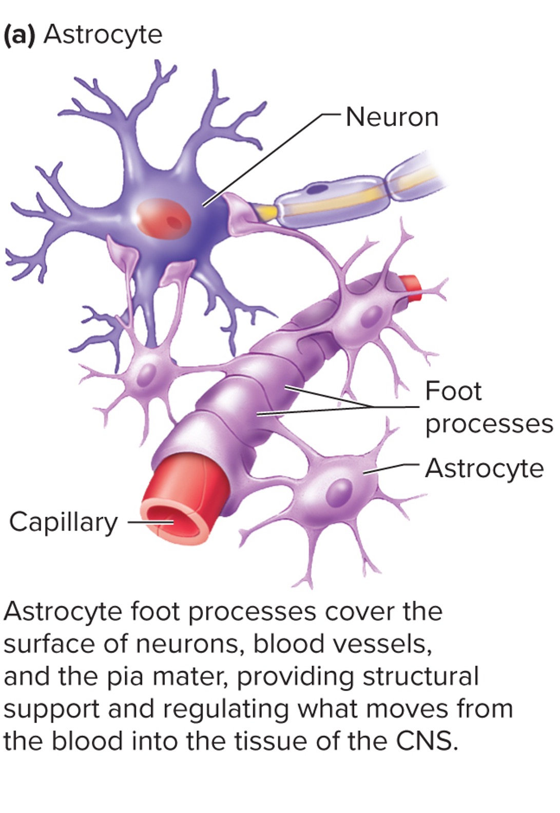 <p><span>•cover the surfaces of neurons, blood vessels, and the pia mater</span></p><p><span>•Regulate extracellular brain fluid composition</span></p><p><span>•form </span><strong><span>blood-brain barrier </span></strong><span>to regulate what substances reach the CNS from the blood</span></p><p><span>•Release chemicals to promote development of synapses and help regulate synaptic activity</span></p>
