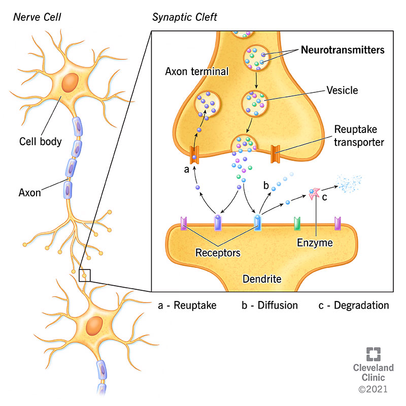 <p>neurotransmitter common in the CNS</p>