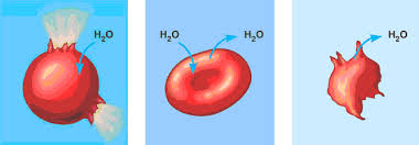 <p>() is when the <span style="background-color: transparent;">solution and the cell contain the same concentration of measured solute; there is not net movement of water which makes the exchange rate ()</span></p>