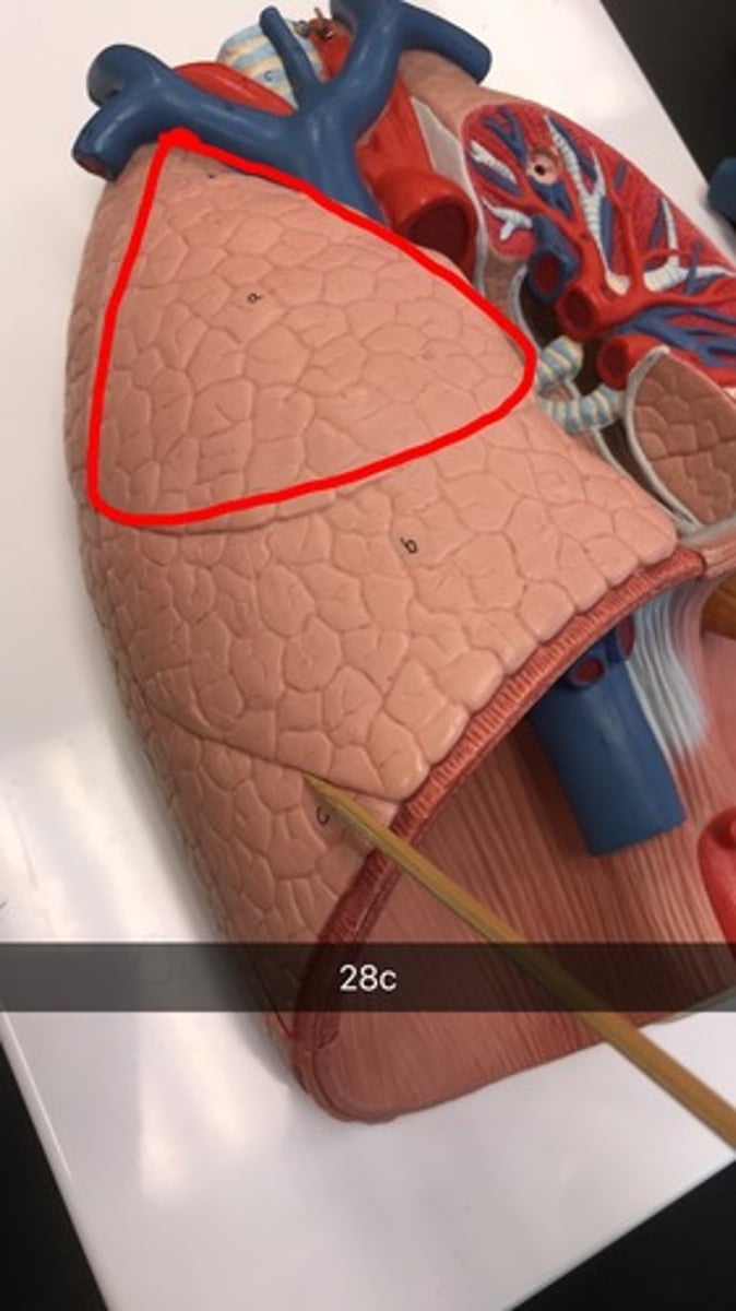 <p>Identify the lobe.</p>