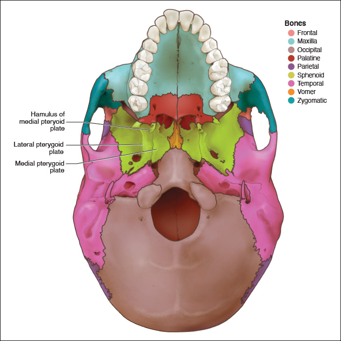 <p>Name the lateral pterygoid plate</p>