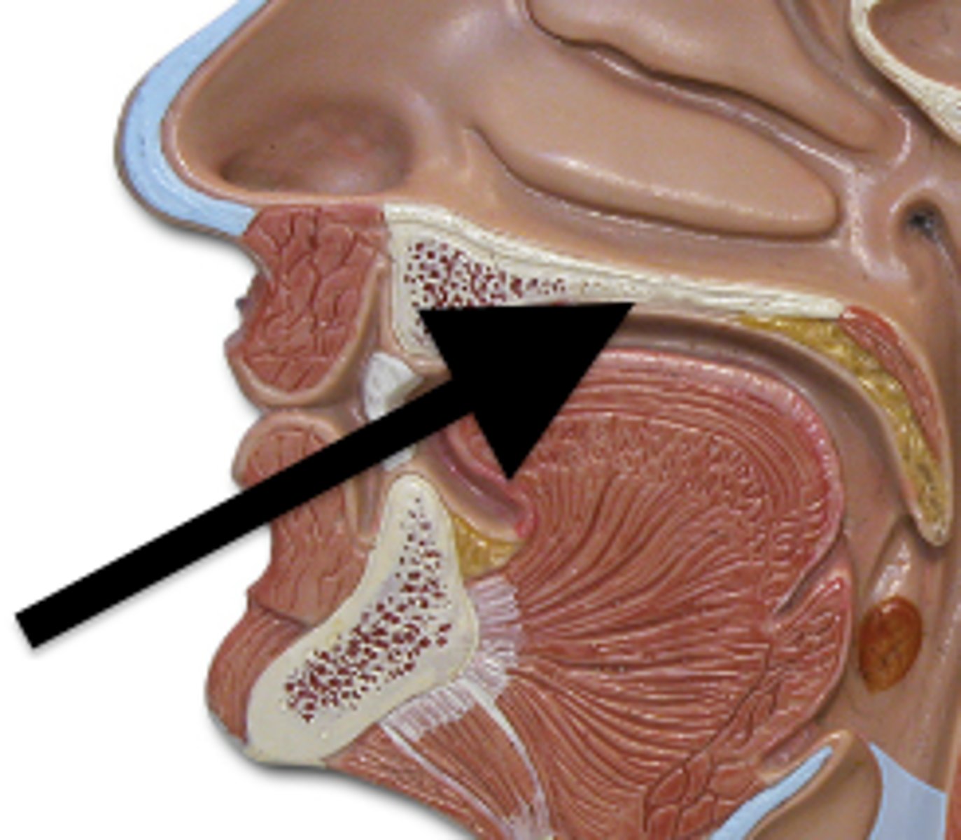 <p>What part of the digestive system is this?</p>