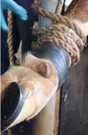 <p>20mls is more than enough to anaesthetise both claws fully</p><p>Place tourniquet above injection site (tuck the end under itself)</p>