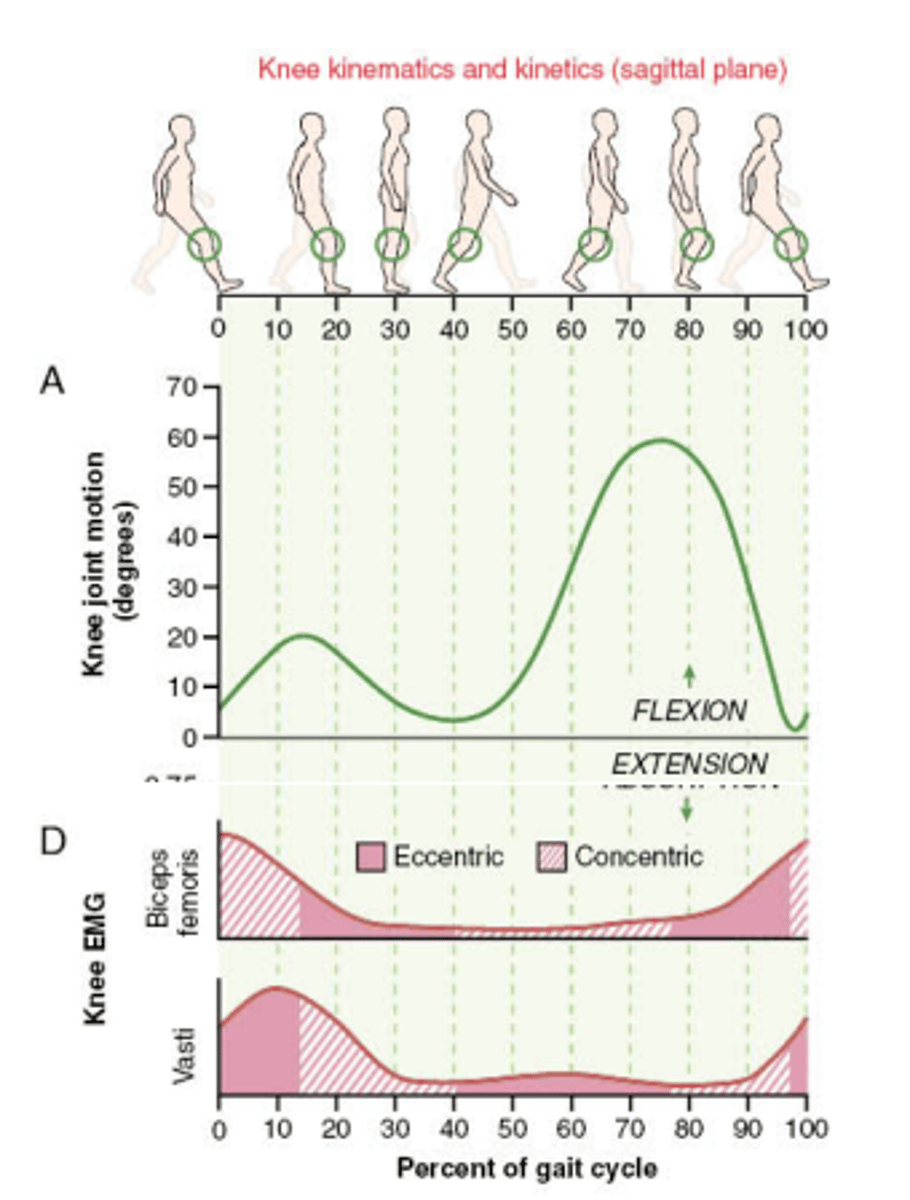 <p>mm: Vastus medialis/lateralis/intermedius, RF</p><p>(Femoral nn. L2-L4)</p><p>Before heel strike:</p><p>-Eccentric -> control rapid knee flexion to prevent buckling</p><p>Pre-swing:</p><p>-eccentric -> slow down tibia</p>