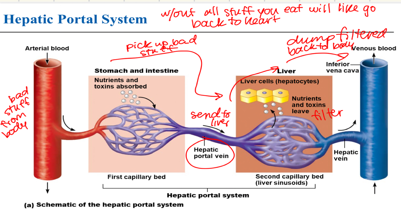 <p>takes everything you have eaten and transferred to blood to the liver to then clean and go back to the heart</p>