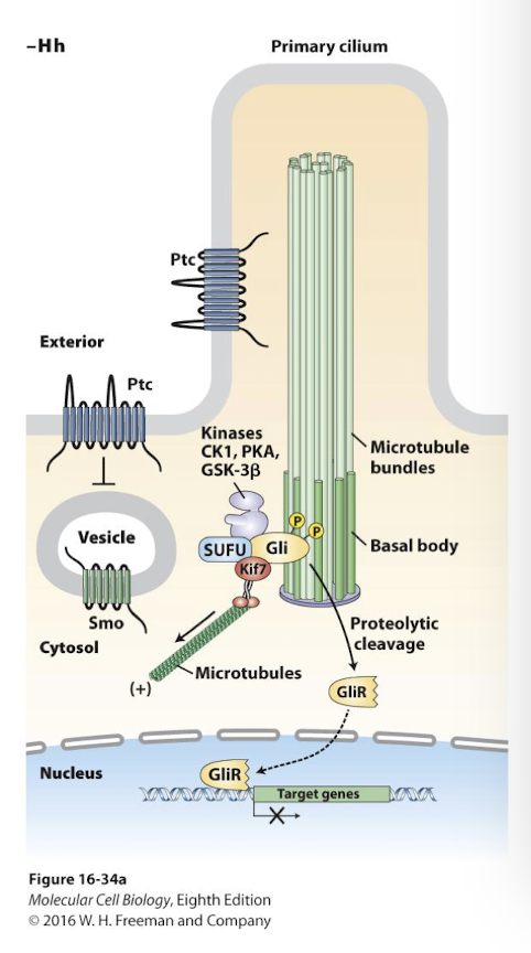 <p><strong>Hedgehog </strong>signal proteins also act as morphogens on nearby cells promoting proliferation and differentiation </p><p>3 human family members: </p><ul><li><p>Desert Hh</p></li><li><p>Indian Hh</p></li><li><p><strong>Sonic Hh </strong></p></li></ul><p>Mutations in the Sonic Hh pathway are associated with a number of early congenital development defects. </p><p>Vertebrate Hedgehog (Hh) reception occurs only in <strong>primary cilia </strong></p><p>In the absence of signal the Hh receptor <strong>Patched </strong>(Ptc) prevents a protein called <strong>Smoothened </strong>(Smo) from being inserted into the plasma membrane. </p><p>Smo remains in cytoplasm vesicles near the base of the primary cilium </p><p>A cytoplasmic protein complex phosphorylates a transcription factor <strong>Gli </strong>(glioblastoma) promoting its proteolytic cleavage into a transcriptional repressor- <em>GliR </em></p><p>When Hh binds Ptc they are endocytosed and degraded by lysosomes </p><p>Smo enters the plasma membrane and is transported to tip of the primary cilium where Smo promotes dissociation of the Gli inhibiory complex </p><p>Gli is no longer cleaved Full length <em>GliA </em>(active) accumulates in the cytosol and translocates into the nucleus </p><p>GliA replases GliR and activates expression of the same genes GliR had been repressing. </p>