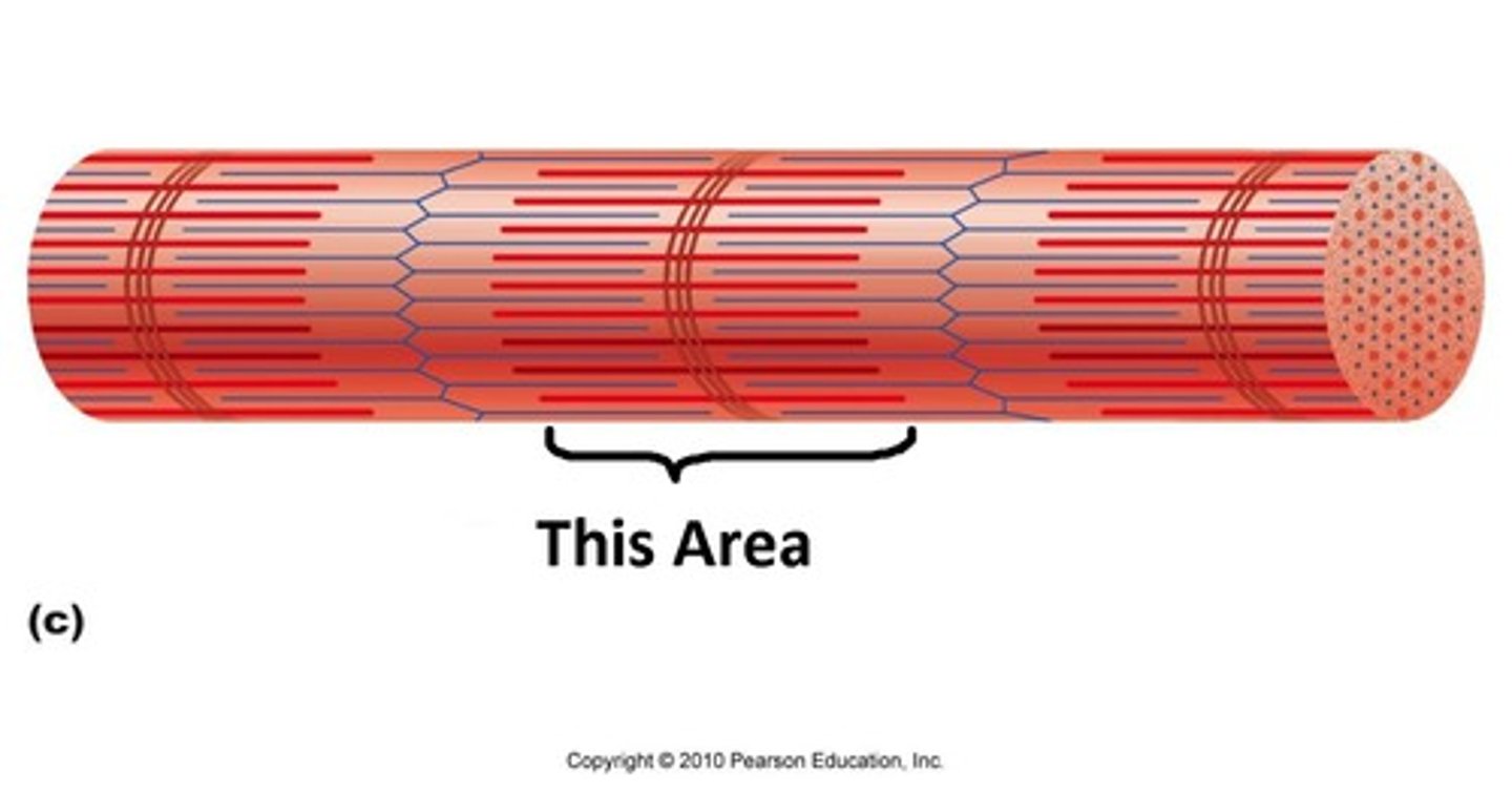 <p>These areas appear dark because of the presence of thick myosin filaments.</p><p>The edges are particularly dark as myosin is overlapped with actin</p>