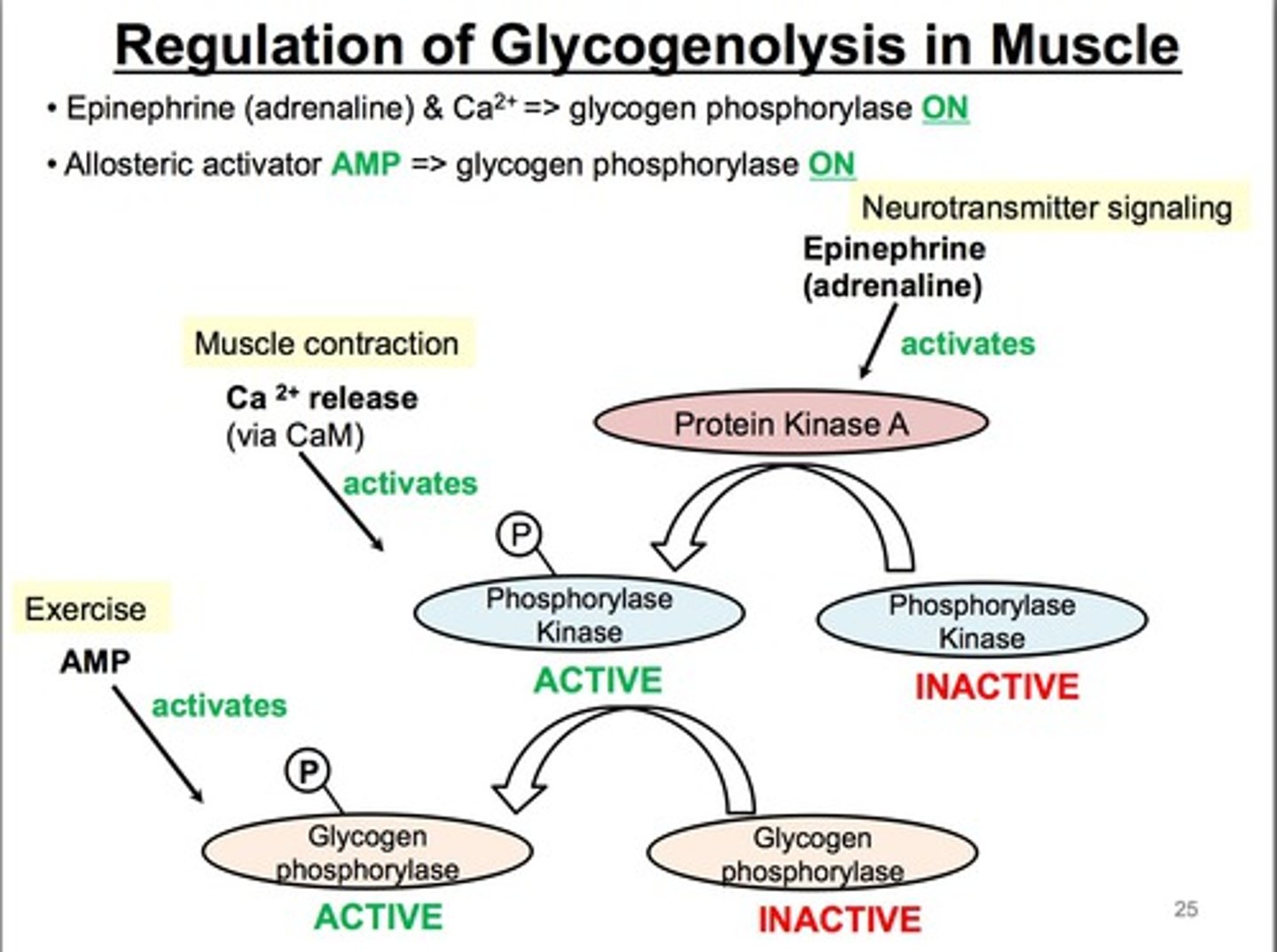 <p>-Provides glucose 1P</p><p>-Converted to Glc 6P for glycolysis</p><p>-ATP responds to exercise, epinephrine</p>