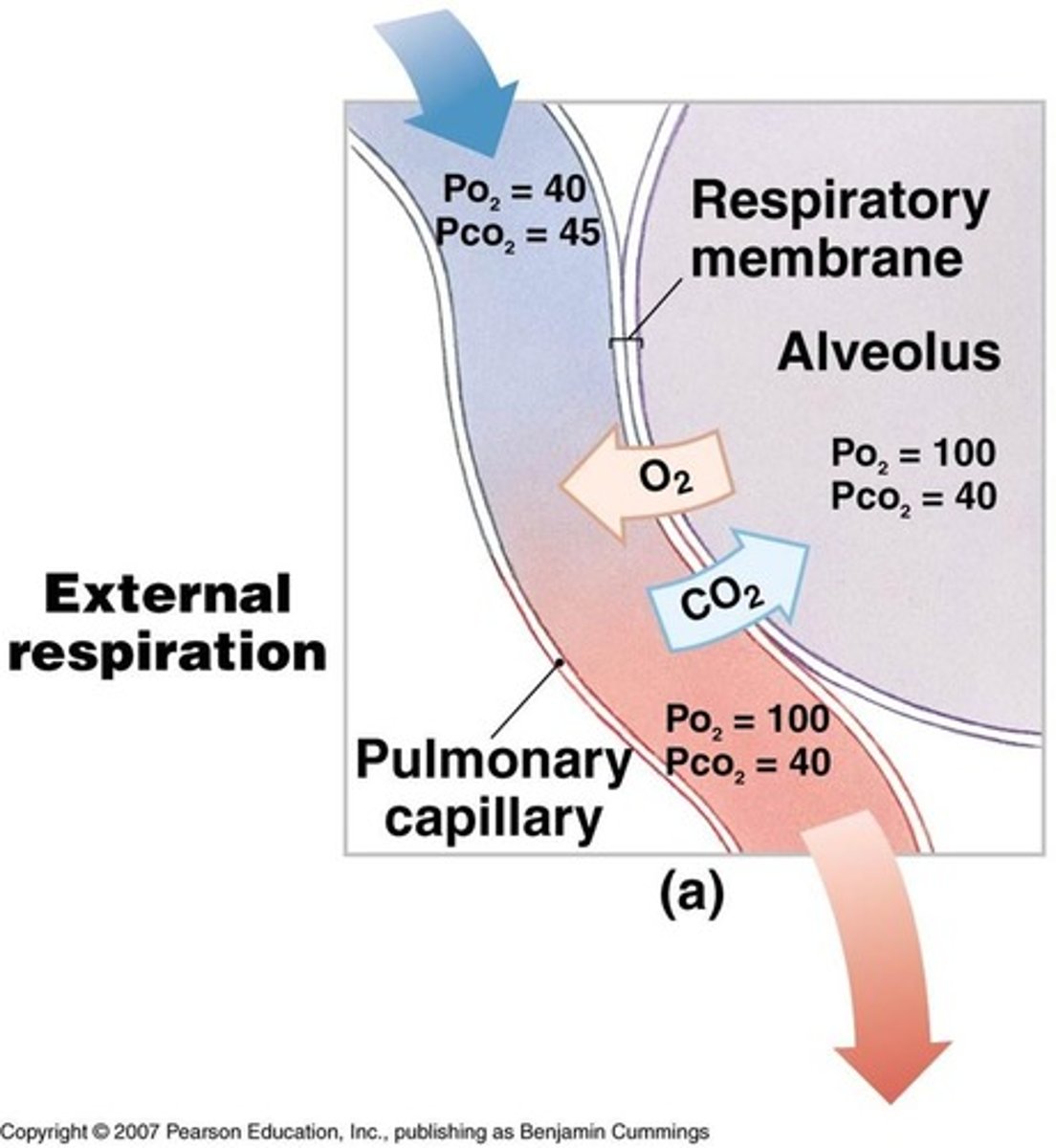 <p>The exchange of gases between the atmosphere and the blood</p><p>- Oxyhemoglobin and bicarbonate ion</p>