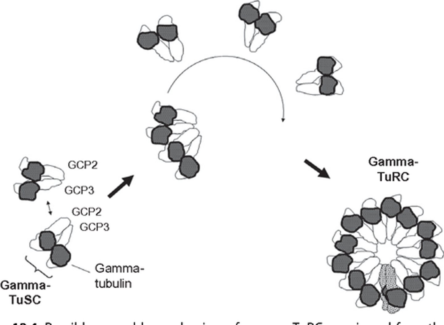 <p>Protein complex where nucleation of a protofilament occurs</p><p>Located in the MTOC</p>