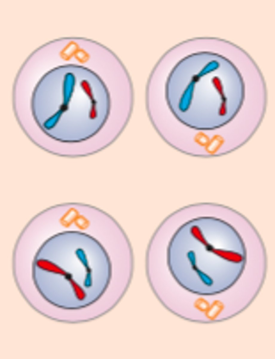 <p>Begge cellene deler seg i to og gir fire haploide datterceller med ett sett kromsomer der hvert kromosom består av ett søsterkromatid</p>