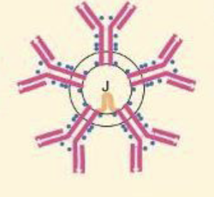 <p>what Ig is a pentamer, has 10 antigen binding sites, and is produced at first response to antigen; can serve as B-cell receptor</p>