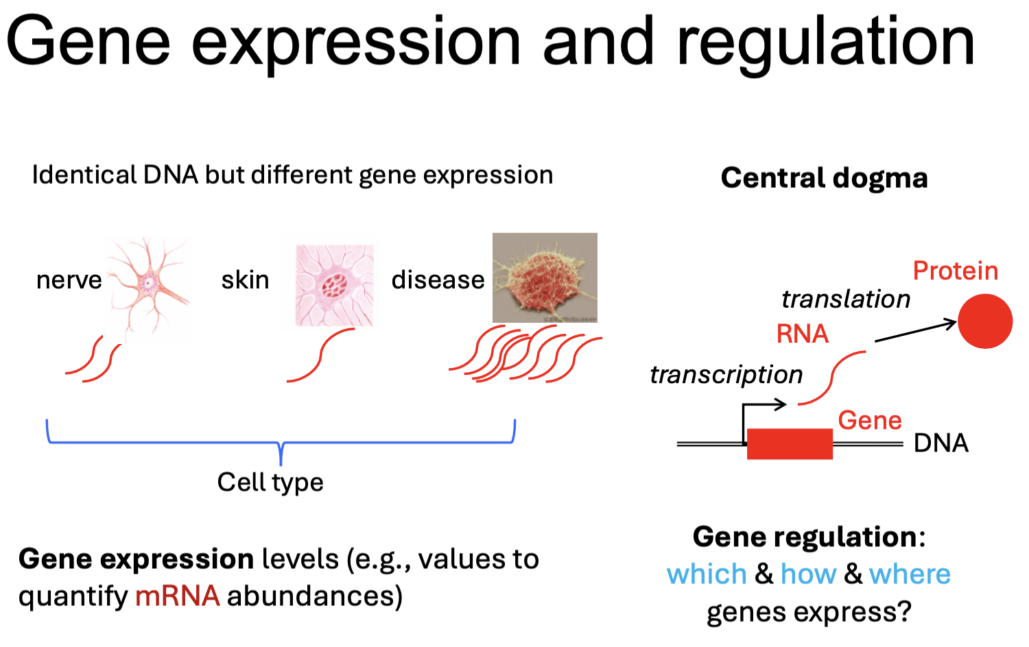 <ul><li><p>A gene is a short DNA section containing instructions for making proteins.</p><ul><li><p>Exons, introns.</p></li><li><p>Alternative splicing.</p><ul><li><p>Different combinations of exons.</p></li><li><p>Multiple transcripts.</p></li></ul></li></ul></li><li><p>Gene expression level is the number of gene transcripts produced in an organism or cell.</p></li><li><p>It’s the process of using DNA information to create RNA and proteins.</p></li></ul><p></p>