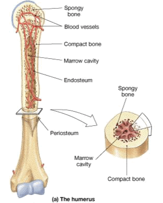 <p>Diaphysis: shaft</p><p>Epiphysis: extremity of bones</p><p>Articulate cartilage: covers epiphysis</p><p>Periosteum: covering around surface of bone</p><p>Compact bone</p><p>Spongy bone</p>