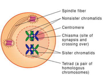 <ul><li><p>During Prophase I, homologous chromosomes become connected via synapsis</p></li><li><p>This allows connected chromosomes to be arranged for a reduction division</p></li><li><p>The connected homologous chromosomes are known as bivalents (or tetrads)</p></li></ul>