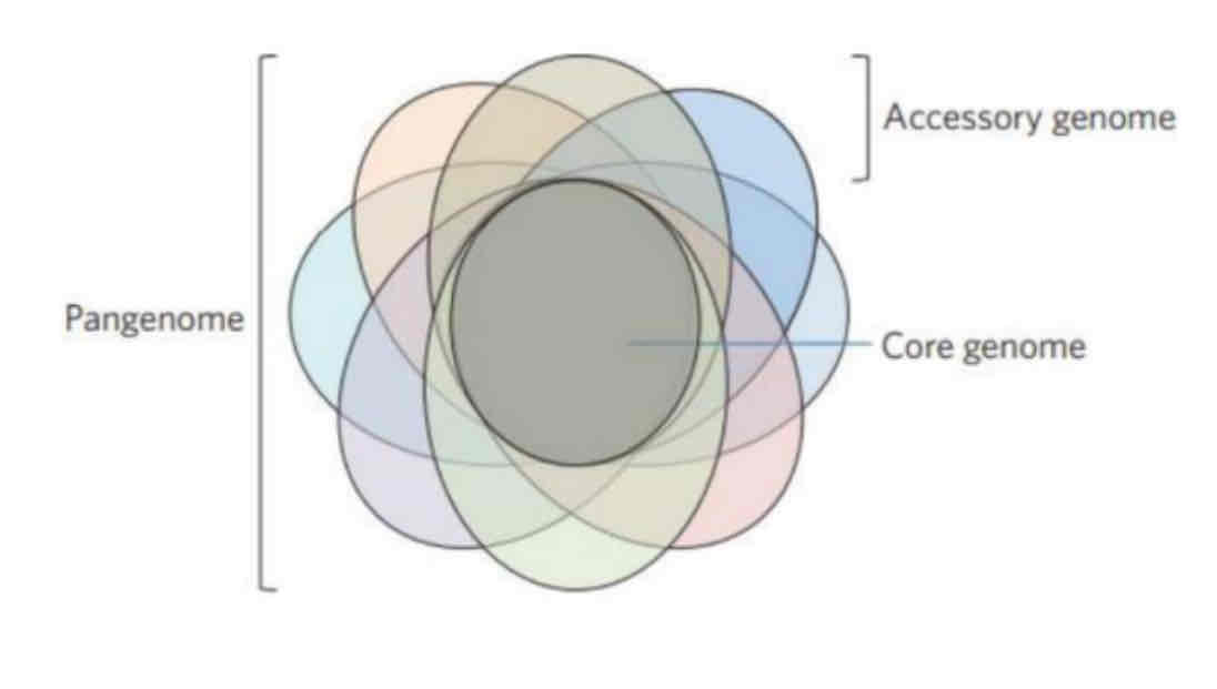 <p>= Genoma Central + Genoma Accesorio</p>