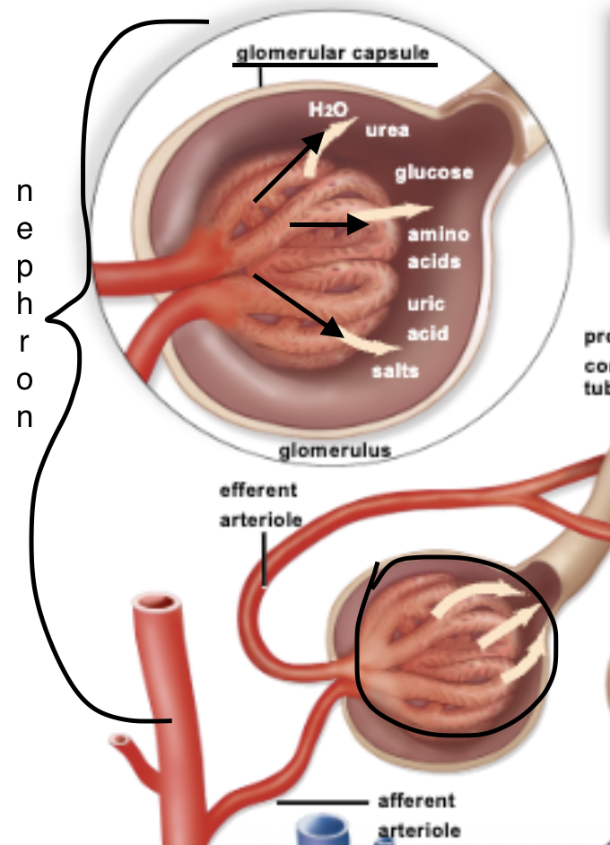 <p>C. Glomerular capillaries</p><ul><li><p>filtration site inside Bowman’s capsule where plasma is pushed out under pressure to form filtrate</p></li></ul><p></p>