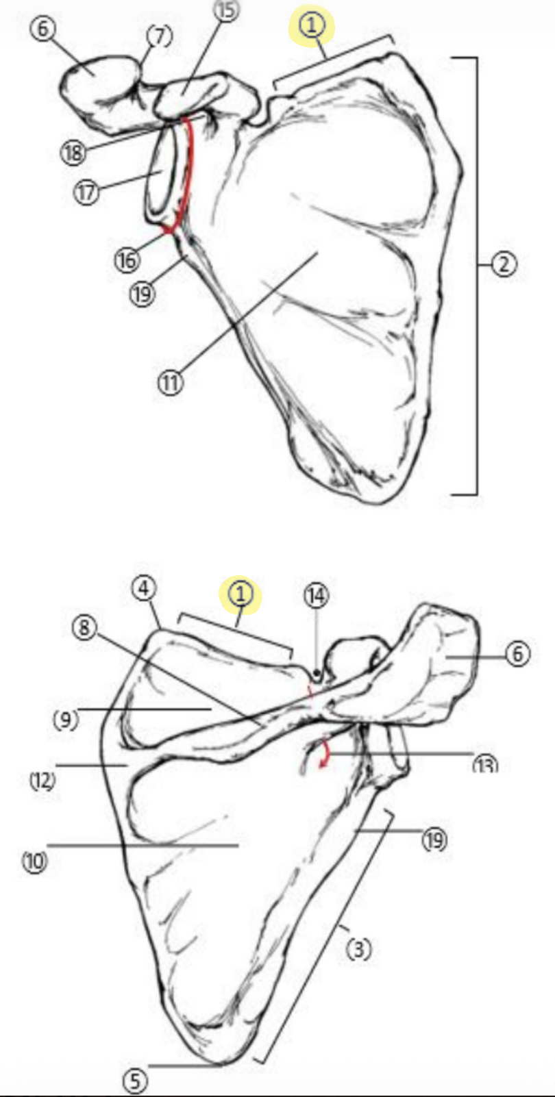 <p>What part of the Scapula is highlighted(1)?</p>