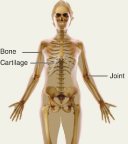 <p>Protects, supports, helps movement, makes blood cells.</p>