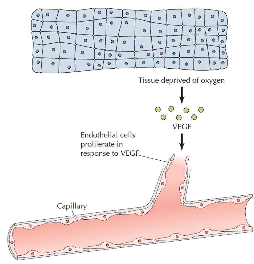 <p><span>•Stimulate cell proliferation and outgrowth of new capillaries</span></p>