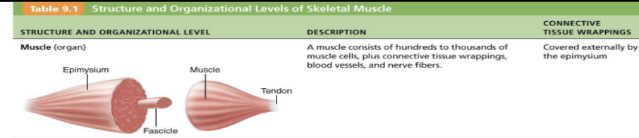 <p>consists of hundreds to thousands of muscle cells, plus connective tissue wrappings, blood vessels, and nerve fibers&nbsp;</p><p><strong>What are its connective tissue wrappings/what surrounds it?&nbsp;</strong></p><p>Covered externally by epimysium&nbsp;</p>