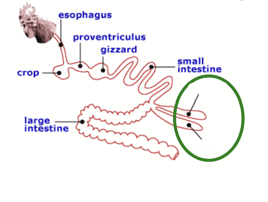 <p>Can be multiple in birds; minor site of bacterial fermentation. Not a huge component of nutrition for birds.</p>