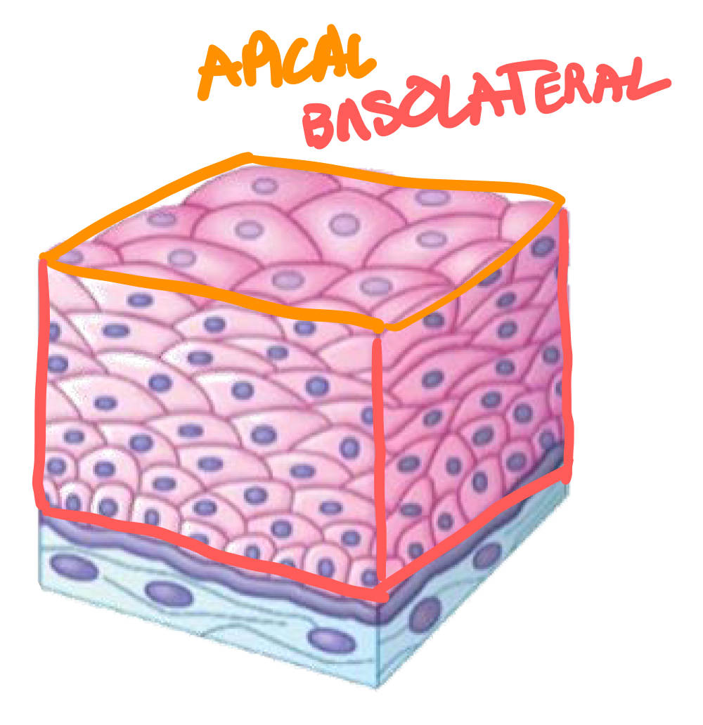 <ul><li><p>Apical surface, which is the top surface facing the lumen (cavity outside of organ) or environment outside of body, and is thus in contact with fluid or air.</p></li><li><p>Basolateral surface, which is the bottom and side surfaces facing the basement membrane and neighbouring cells.</p></li></ul>