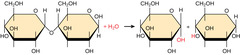 <p>hydrolysis</p>