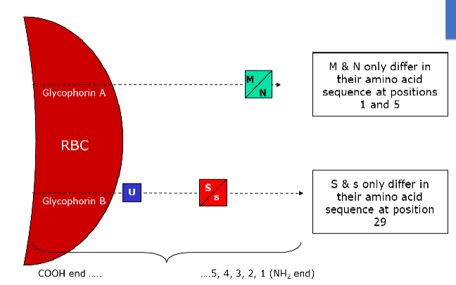<ul><li><p><span>includes 50 antigens ; </span><u><span>on chromosome 4</span></u></p></li><li><p><span>ISBT assigned symbol MNS and number 002</span></p></li><li><p><span>M and N antigens are found on glycoprotein structures also referred to as </span><strong><u><span>glycophorins</span></u></strong></p><ul><li><p><u><span>GYPA gene controls M and N antigen production, antithetical antigens</span></u></p></li><li><p><u><span>GYPB gene controls S,s, and U antigen production</span></u></p></li></ul></li><li><p><span>MNS antigens are well developed at birth</span></p></li><li><p><span>MNS antigens all show dosage</span></p></li></ul><p></p>