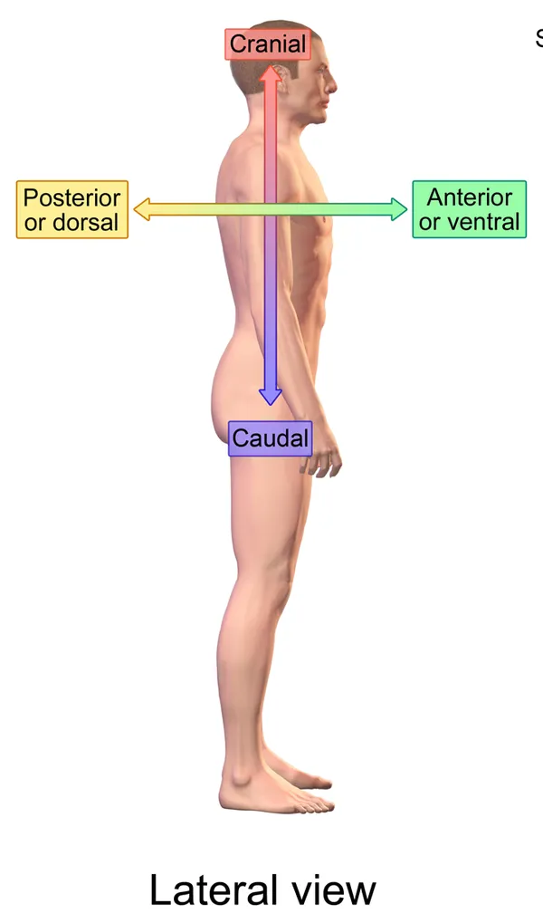 <p>Toward the sides of the body.</p>