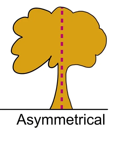 <p>asymmetry</p>