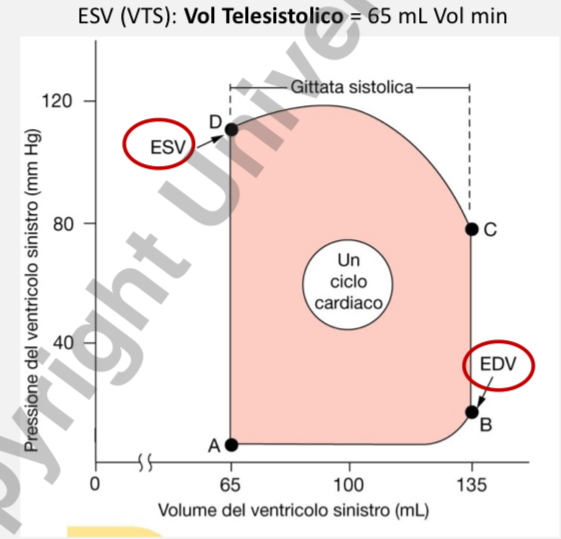 <ul><li><p>(A)</p><ul><li><p>valvola mitrale (AV) si apre</p></li></ul></li><li><p>A → B</p><ul><li><p>riempimento passivo e contrazione atriale</p></li></ul></li><li><p>B</p><ul><li><p>valvola mitrale AV si chiude</p></li></ul></li><li><p>B → C</p><ul><li><p>contrazione isovolumetrica</p></li></ul></li><li><p>C</p><ul><li><p>valvola aortica si apre</p></li></ul></li><li><p>C → D</p><ul><li><p>immissione di sangue in aort</p></li></ul></li><li><p>D</p><ul><li><p>valvola aortica si chiude</p></li></ul></li><li><p>D → A</p><ul><li><p>rilassamento isovolumetrico</p></li></ul></li></ul>