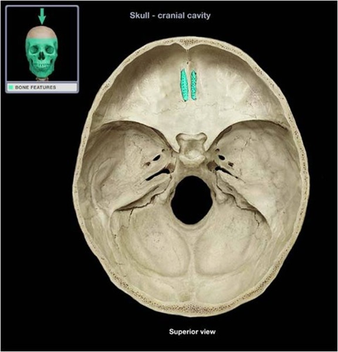 <p>superior surface of the ethmoid; perforated by a foramina which allows passage of the olfactory nerves, which provide sense of smell</p>
