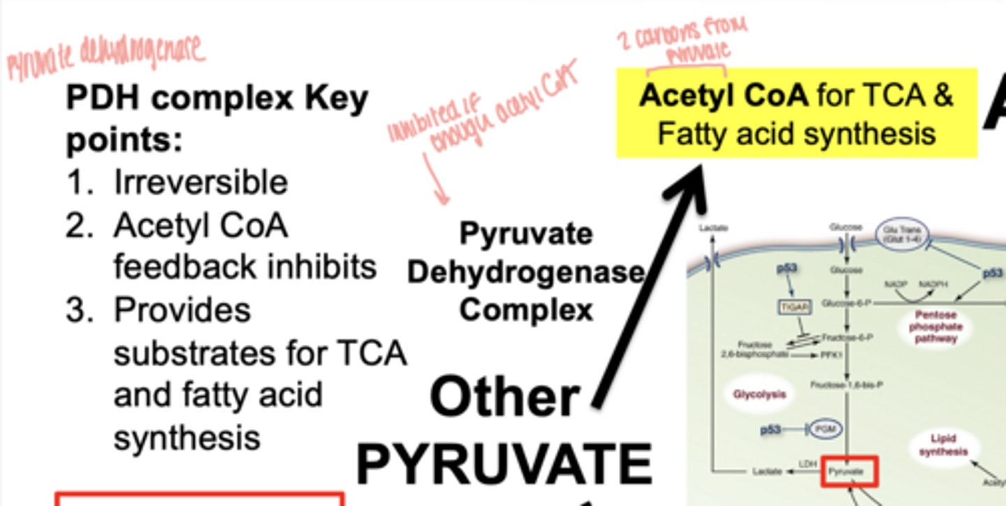 <p>- irreversible</p><p>- acetyl CoA feedback inhibits</p><p>- provides substrate for TCA and fatty acid synthesis</p>