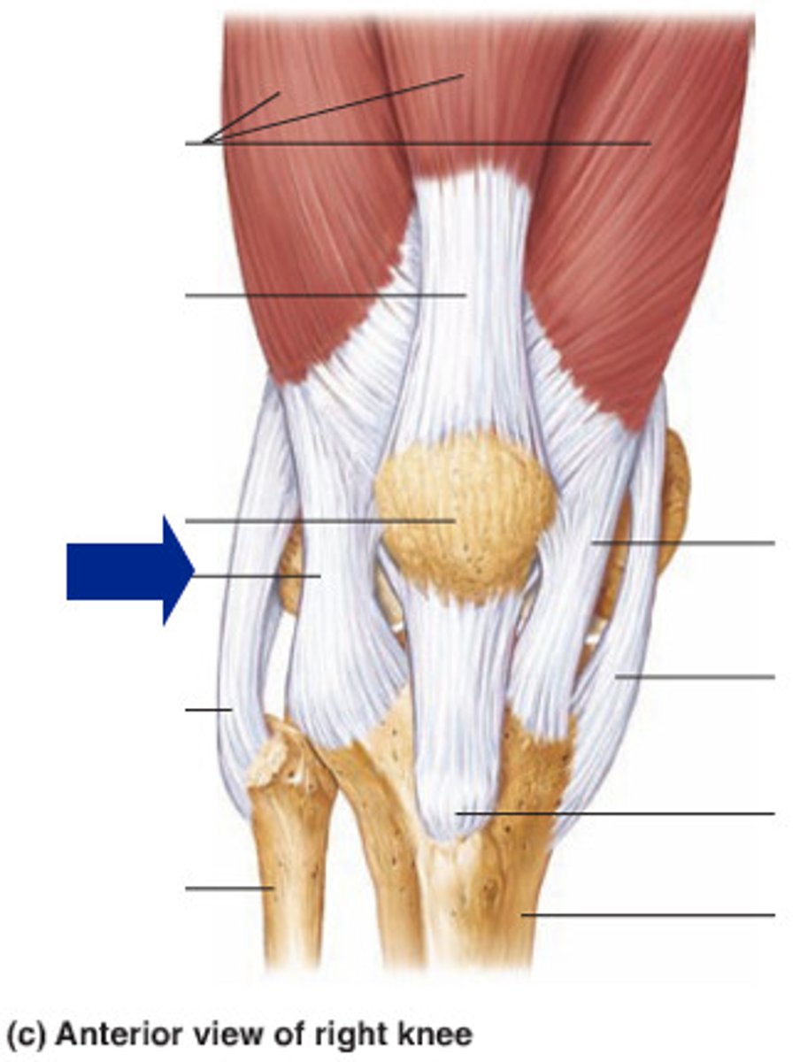 <p>identify, extent, attachments, functions</p>